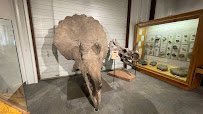 BYU Museum of Paleontology photo 6