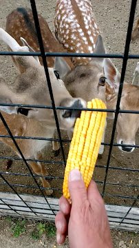 Wild Acres Ranch photo 2