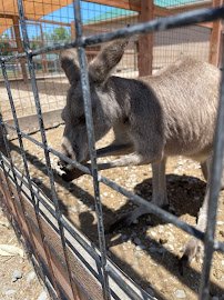 Wild Acres Ranch photo 3