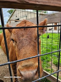 Wild Acres Ranch photo 6