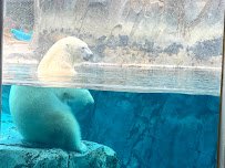 Rocky Shores at Hogle Zoo photo 4