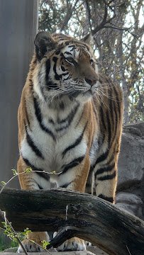 Rocky Shores at Hogle Zoo photo 5