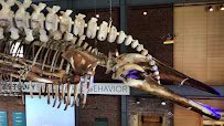 New Bedford Whaling Museum photo 2