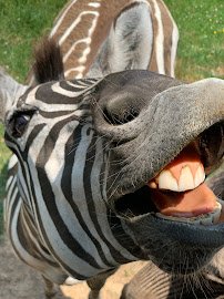 Fort Chiswell Animal Park photo 5