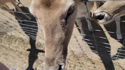 Big Joel's Safari Petting Zoo & Educational Park photo 2