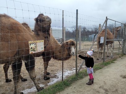 Big Joel's Safari Petting Zoo & Educational Park photo 3