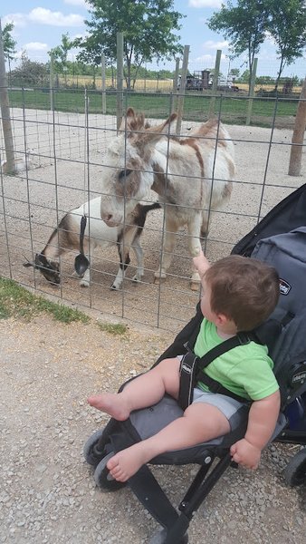 Big Joel's Safari Petting Zoo & Educational Park photo 4