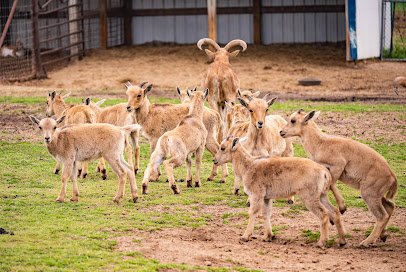 Big Joel's Safari Petting Zoo & Educational Park photo 5