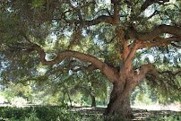 California Botanic Garden photo 3