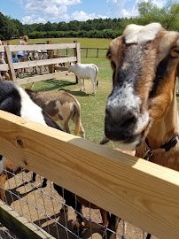 Why Not An American Ark