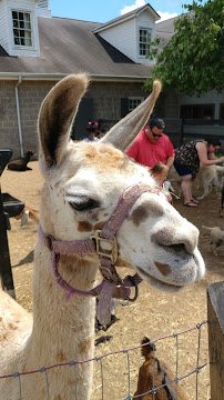 Why Not An American Ark photo 3