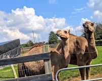 Why Not An American Ark photo 4