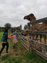Why Not An American Ark photo 6