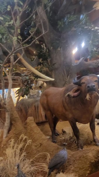 Harber Wildlife Museum, shawnee trail photo 2