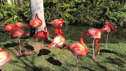 Sarasota Jungle Gardens photo 2