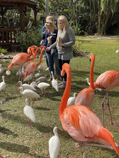 Sarasota Jungle Gardens photo 3