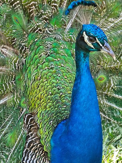 Sarasota Jungle Gardens photo 5