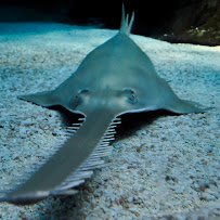The Dallas World Aquarium photo 6