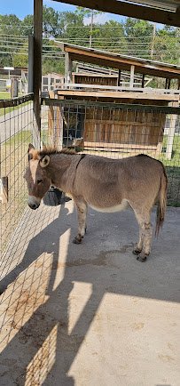 Old MacDonald's Farm photo 5