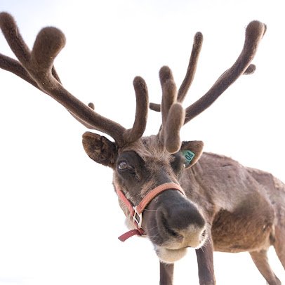 Goldendale Reindeer Farm open by appointment only