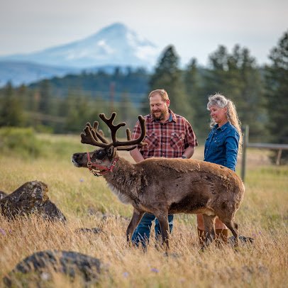 Goldendale Reindeer Farm open by appointment only photo 2
