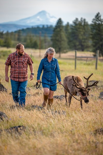 Goldendale Reindeer Farm open by appointment only photo 3