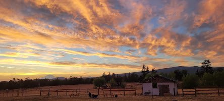 Goldendale Reindeer Farm open by appointment only photo 4
