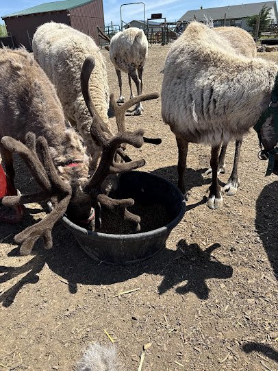 Goldendale Reindeer Farm open by appointment only photo 5