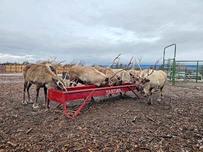 Goldendale Reindeer Farm open by appointment only photo 6