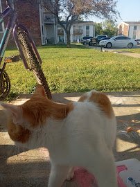 Franklin Splash Park photo 3