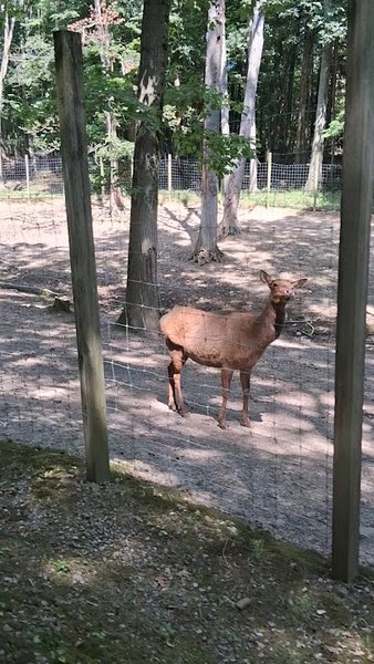 Pymatuning Deer Park photo 2