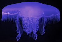 Central Coast Aquarium