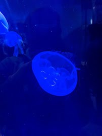 Central Coast Aquarium photo 5