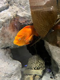 Central Coast Aquarium photo 6