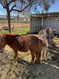 Surfside Ranch photo 4