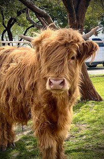 Rebel Hearts Ranch photo 2