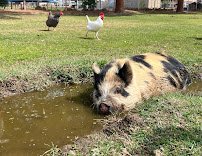 Rebel Hearts Ranch photo 4