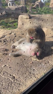Regenstein Macaque Forest photo 2