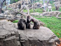 Regenstein Macaque Forest photo 3