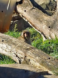 Regenstein Macaque Forest photo 4