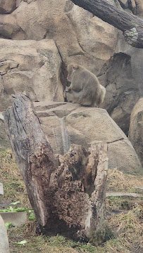 Regenstein Macaque Forest photo 5