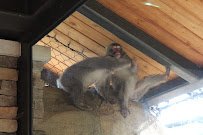 Regenstein Macaque Forest photo 6