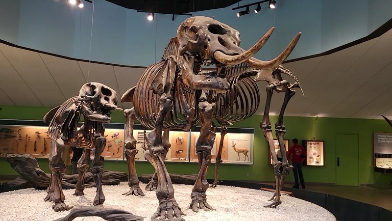 La Brea Tar Pits and Museum photo 2