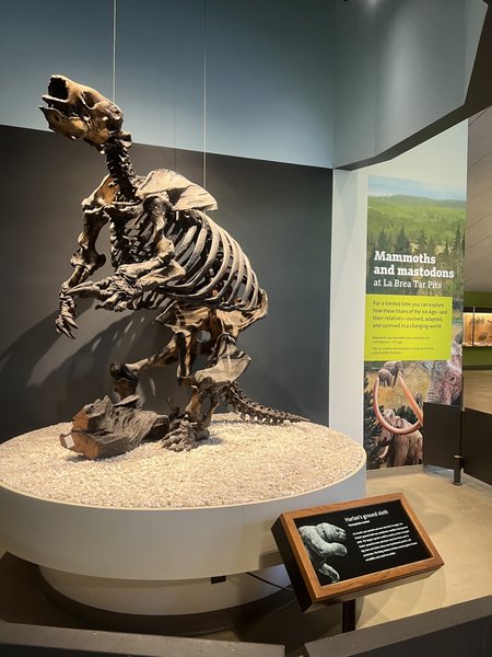 La Brea Tar Pits and Museum photo 6