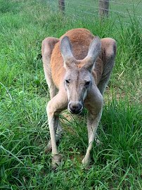 Liberty Acres Animal Haven & Equine Rescue