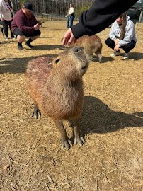 Liberty Acres Animal Haven & Equine Rescue photo 2