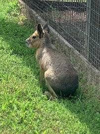 Liberty Acres Animal Haven & Equine Rescue photo 4