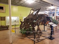 Buena Vista Museum of Natural History & Science