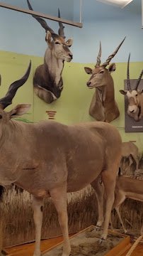Buena Vista Museum of Natural History & Science photo 2
