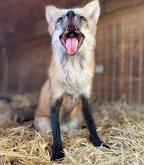 Moore Exotic Animal Ranch photo 4